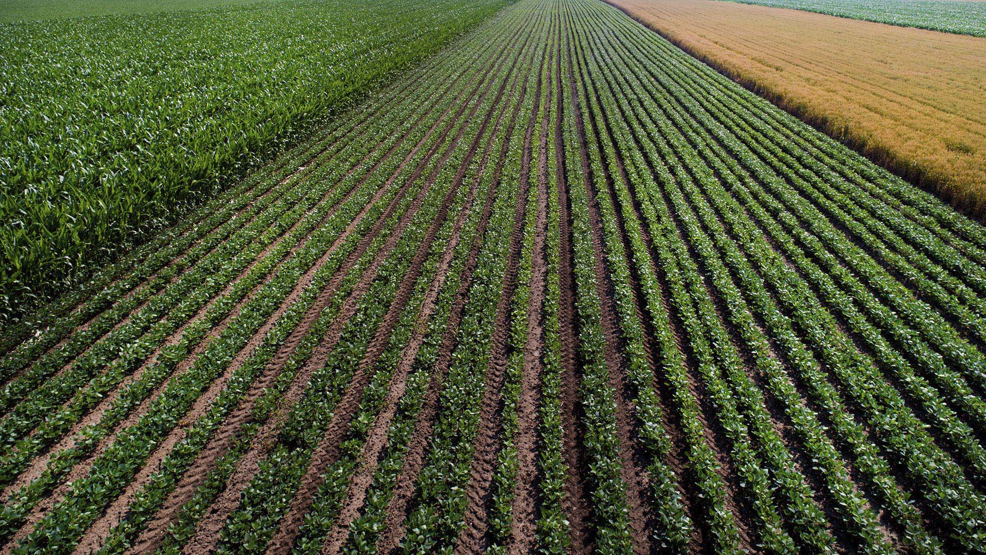 Sustainable arable farming