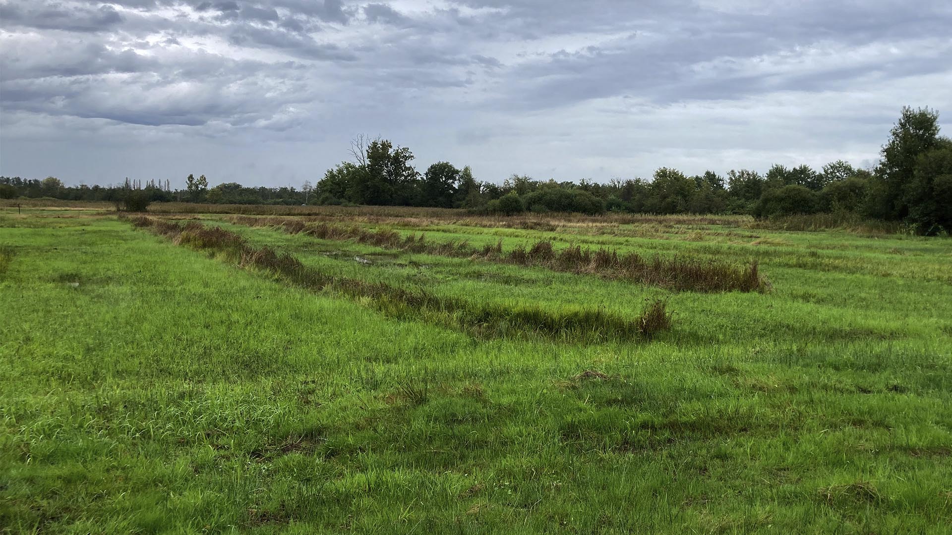 Rewetting of peatlands